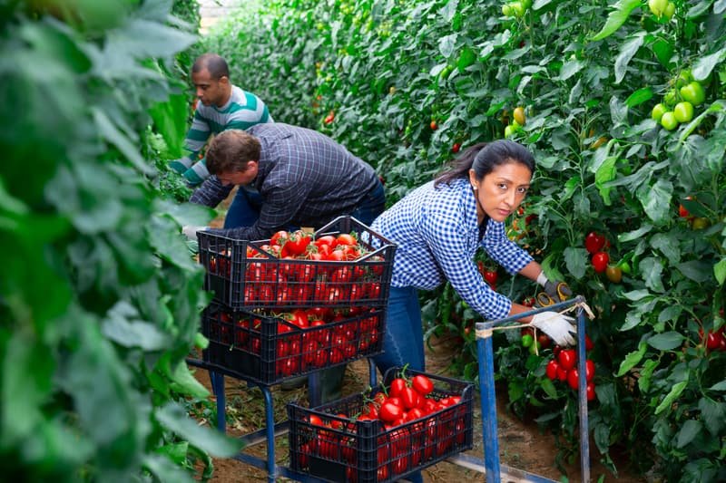 Greenhouse crop processing line